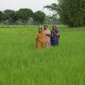 Rice Research in Bangladesh